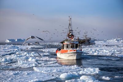 The harbour town of Ilulissat is known for its halibut and cod. Courtesy Ishay Govender-Ypma