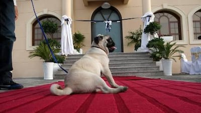 Helmut, a four-month-old pug, enjoys the red carpet treatment upon arrival at the plush Cloud 9 yesterday, the capital’s first luxury pet hotel, housed in a villa in Khalifa City A.