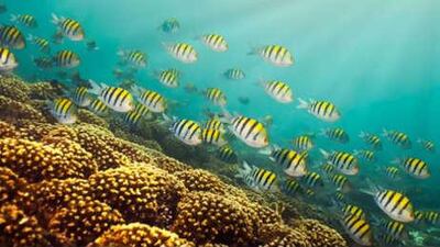 A school of sergeant major fish swim past coral at Dibba Rock in a sign that the reef is recovering.