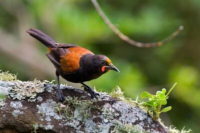 Tieke, Saddleback, on Tiritiri Matangi Island, New Zealand. Getty Images