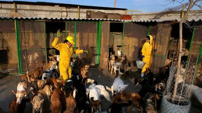 In Iran, dog-walking in public is banned, as is allowing dogs to stick their heads out of car windows.