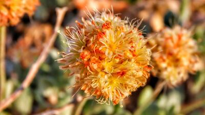 Tiehm's buckwheat blooming in Western Nevada. The Biden administration says a US judge exceeded his authority when he ordered the Fish and Wildlife Service to decide by May 21 whether to formally propose endangered species protection and designate critical habitat for a rare desert wildflower at the centre of a fight over a proposed lithium mine in Nevada. AP