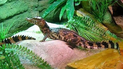 The Cuvier's dwarf caiman, one of the two species on display, grows up to a length of 1.3 metres.