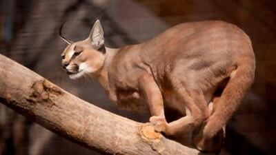 One of the two new caracals at Al Ain Wildlife Park and Resort checks out the premises.