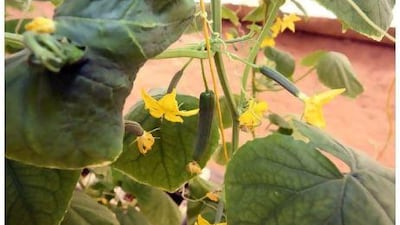 This independent farm in Al Dhaid grows hydroponic cucumbers using groundwater desalinated through reverse osmosis. Randi Sokoloff / The National)