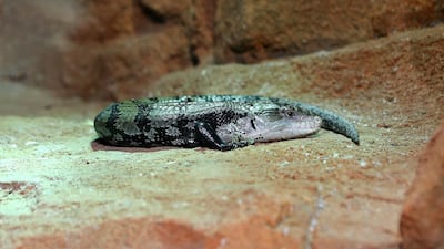 A blue tongued skink at The Walkabout in The Green Planet, Dubai. Chris Whiteoak / The National