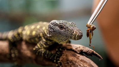 A crocodile monitor hatchling is fed a cricket while perched on a branch at the Singapore Zoo, in Singapore. The Singapore Zoo recorded 660 animal births across 121 different species in 2019, of which 25 are listed on the International Union for the Conservation of Nature's (IUCN) Red List of Threatened Species. EPA