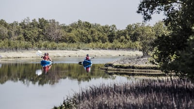 Abu Dhabi’s mangroves. Alex Atack for The National.