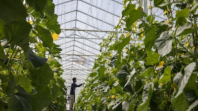 Melons being harvested at a glasshouse in Al Ain. Investing in climate-smart agriculture is key to ensuring food security. Getty