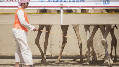 A man ensures the camels are correctly lined up for the start of the race.