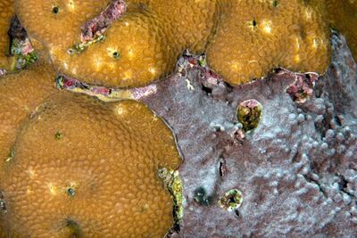 The book presents original information on sponge Terpios hoshinoto, which was first reported to be killing coral reefs in the early 1970s. Photo: Peter Vine