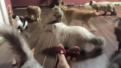 Staff at Ailuromania Cafe have been taking turns living at the venue with their animals. Ailuromania Cafe