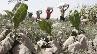 Ash from Mount Sinabung volcano covers vegetable plants as villagers carry their belongings at Payung Village in Karo, North Sumatra. Antara Foto / Ahmad Putra / via Reuters