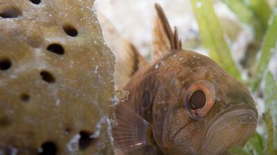 A grumpy cardinal fish.
