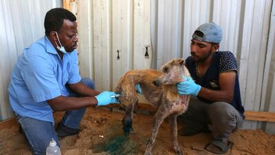 A dog in Gaza is treated after being wounded during the latest fighting between Israeli forces and Palestinian militants in the enclave. The conflict lasted for 11 days. Reuters