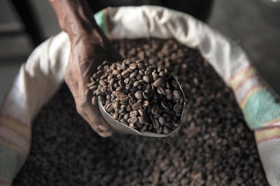 Arabica coffee beans harvested for export in East Timor