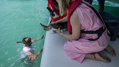 Turtles mostly arrive in the winter, with 80 per cent being the local hawksbill species. Antonie Robertson / The National