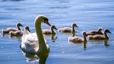 A swan (Cygnus olor) family swims on the White Lake (Weisser See) during a sunny Pentecost Sunday afternoon in Berlin, Germany. EPA