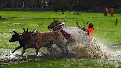 Indian farmers compete with their bulls. Dibyangshu Sarkar / AFP