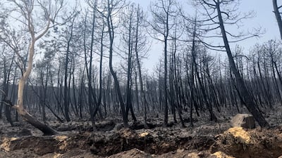 The devastation in Tabarka on the Tunisian-Algerian border. Photo: Ghaya Ben Mbarek/ The National