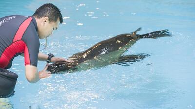 “Before it was a dry experience, now we want to allow the guests to get into the water with them,” said Heidi Perez Cao, vice president of Sea Lion Point at the hotel.
