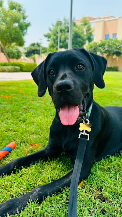 If you don’t have the time to commit to a few months of toilet training, a new puppy is not for you. Farah Andrews / The National