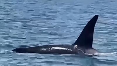 Sheikh Hamdan bin Mohammed shared footage of two orcas swimming off Dubai. Photo: Sheikh Hamdan / Instagram