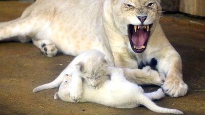 Two white lion cubs play with their mother Kiara in the zoo in Magdeburg, eastern Germany. Peter Gercke / AFP