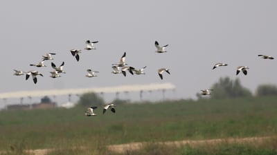 At least 34 of the sociable lapwings were seen at the site this year making it a new UAE record. Courtesy Oscar Campbell