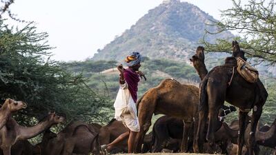 Rajasthan, India: The tiny desert town of Pushkar in Rajasthan comes alive during the Kartik Purnima mela, which came about in the early 1900s to welcome the holy Hindu lunar month Kartika. The annual fair sees a flurry of activity, most notably camel trading, racing and beauty contests. An array of temple dancers, magicians, saints and snake charmers entertain the crowd even as pilgrims bathe in the waters of the Pushkar Lake on the day of the full moon. You can also sign up for Vedic walks, temple tours of the only temple in India dedicated to Lord Brahma (creator of the universe, according to Hindu mythology) and even play a cricket match against the members of the local Pushkar club. Courtesy of Simon De Trey-White