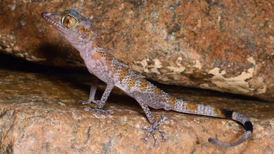 Scientists concluded that A caudivolvulus is made up of lizards from three species. Courtesy Johannes Els