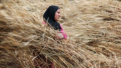 A farmer harvests wheat crop on a field in the El Menoufia governorate, north of Cairo. Reuters