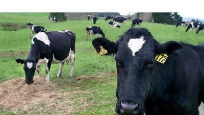 Halal food producers are offering grass-fed, organic and milk-fed veal to cater to customers. Brendon O'Hagan / Bloomberg