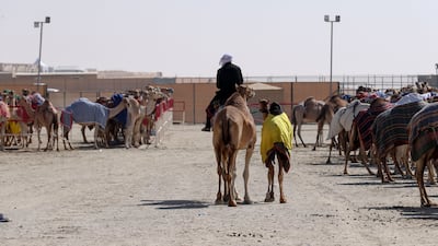 Camels are lined up for the 'beauty pageant' that takes place every day.