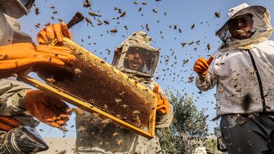 Palestinian beekeepers collecting honey from beehives in Khan Yunis.
