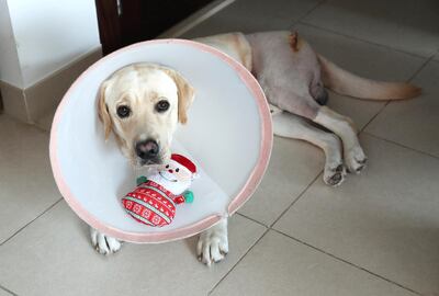 Liwa, wearing a cone after undergoing surgery on his fractured hip, is on the mend after his ordeal in the desert. Pawan Singh / The National