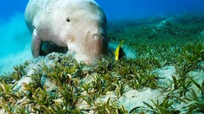 A dugong and cleaner fish graze on a bed of seagrass at Marsa Alam in the Red Sea off Egypt.