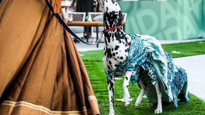 Rolly the Dalmatian channelling his inner mermaid. Courtesy Boujie Paws Co