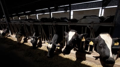 Al Rawabi has more than 18,000 cattle and produces 450,000 litres of dairy products a day. Jaime Puebla /The National