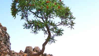 Extracts of the shrub and small tree Rhus coriaria can stop certain breast cancer cells spreading. Getty Images