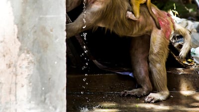 The monkey problem has grown in the wake of the langur ban, and a deal is in the works between India’s Central Zoo Authority, the Wildlife of Authority of India and the California National Primate Research Center. They hope to address the macaque menace???