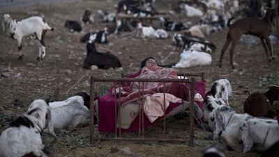 A Pakistani man sleeps on a bed between his goats displayed for sale for the upcoming Muslim holiday of Eid Al Adha. Muhammed Muheisen / AP Photo