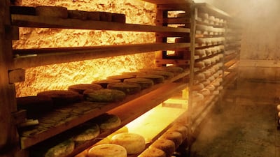 Comte cheese aging in a cheese cellar at Janin Fromagerie in Champagnole, France. Courtesy Stacie Overton Johnson