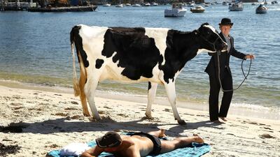 Clint Irrthum walks a cow past a sunbather as part an Andrew Baines art installation on Double Bay Beach in Sydney, Australia. Mark Kolbe / Getty Images