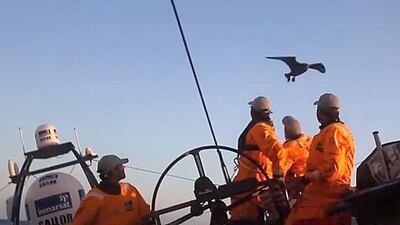 Watch the birdie: Adil Khalid and his Abu Dhabi Ocean Racing teammates welcome aboard a great skua. Courtesy Ador