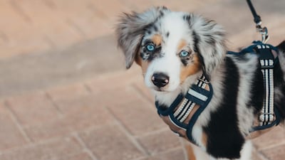 Germany’s dog owners will soon be ordered by law to walk their pets twice a day. Unsplash