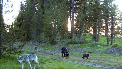 This July 9, 2011 trail camera image provided by the Oregon Department of Fish and Wildlife shows wolves from the Imnaha pack on the Wallowa-Whitman National Forest in northeastern Oregon. A 2-year-old wolf from this pack has become a celebrity since blazing a trail across Oregon in search of a mate and a new territory. Meanwhile, the alpha male and a young wolf left behind are under a death warrant for killing cattle.(AP Photo/Oregon Department of Fish and Wildlife)