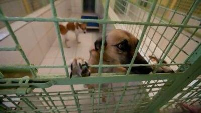 A boarding dog jumps up at Dubai Kennels and Cattery.