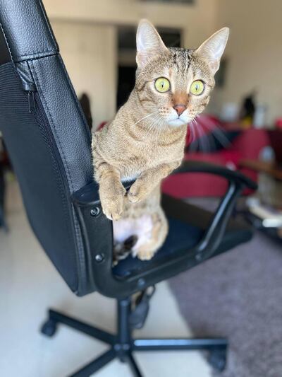 Giselle Harding said fostering her two cats has been a saviour during lockdown. Giselle Harding