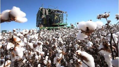 Cotton is harvested in New South Wales, Australia.
